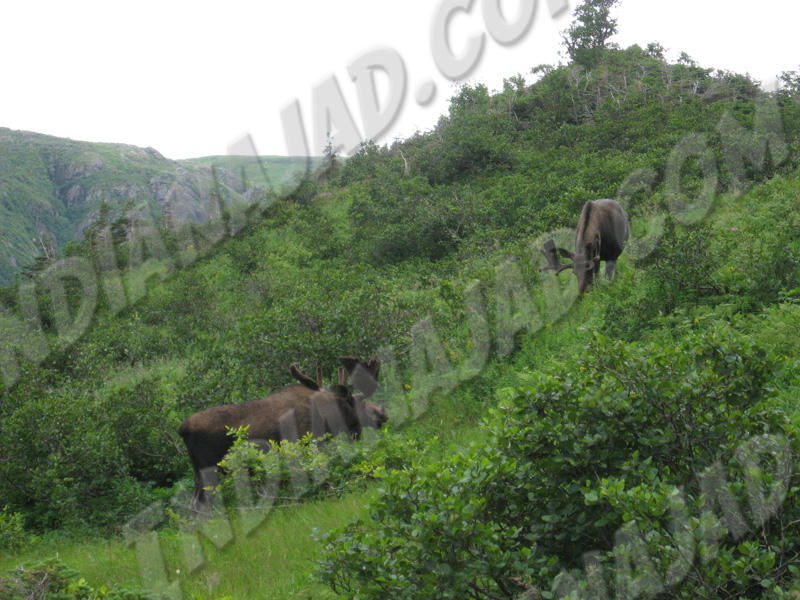 Terre-Neuve - Gros-Morne