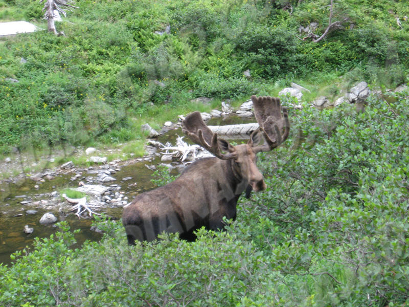 Terre-Neuve - Gros-Morne