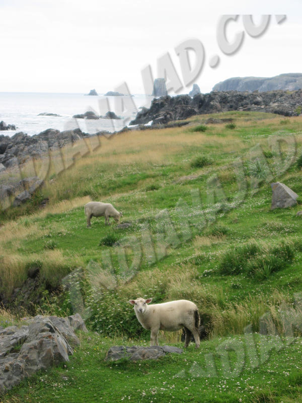 Terre-Neuve - Cap Bonavista