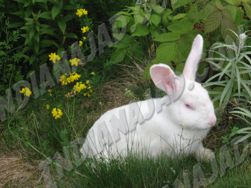 Terre-Neuve - Parc Butter Pot