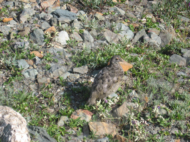 Yukon - Mont Decoeli
