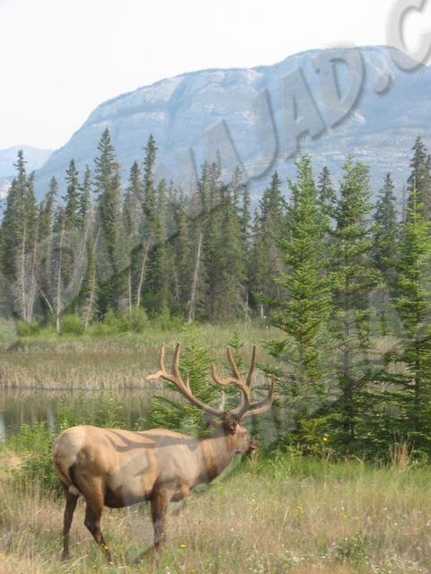 Alberta - Jasper
