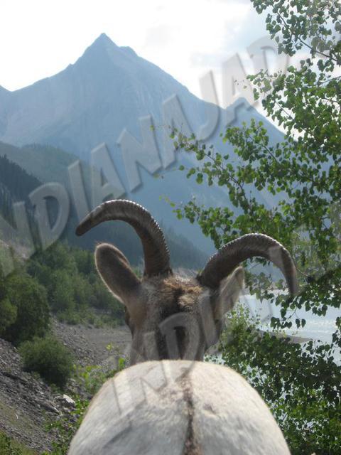 Alberta - Jasper