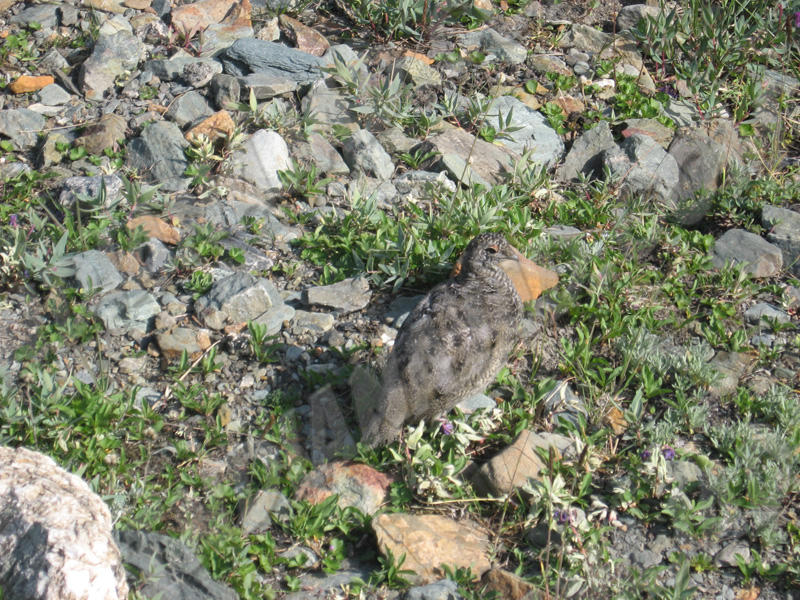Yukon - Mont Decoeli