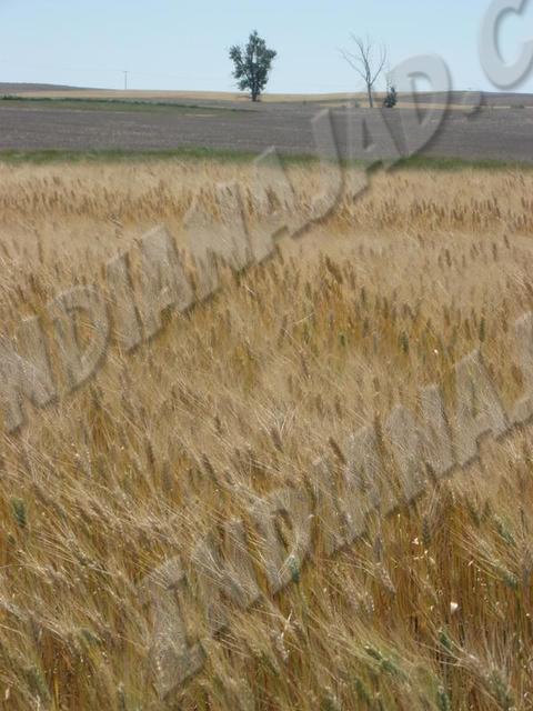 Saskatchewan