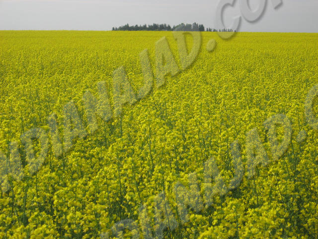 Saskatchewan
