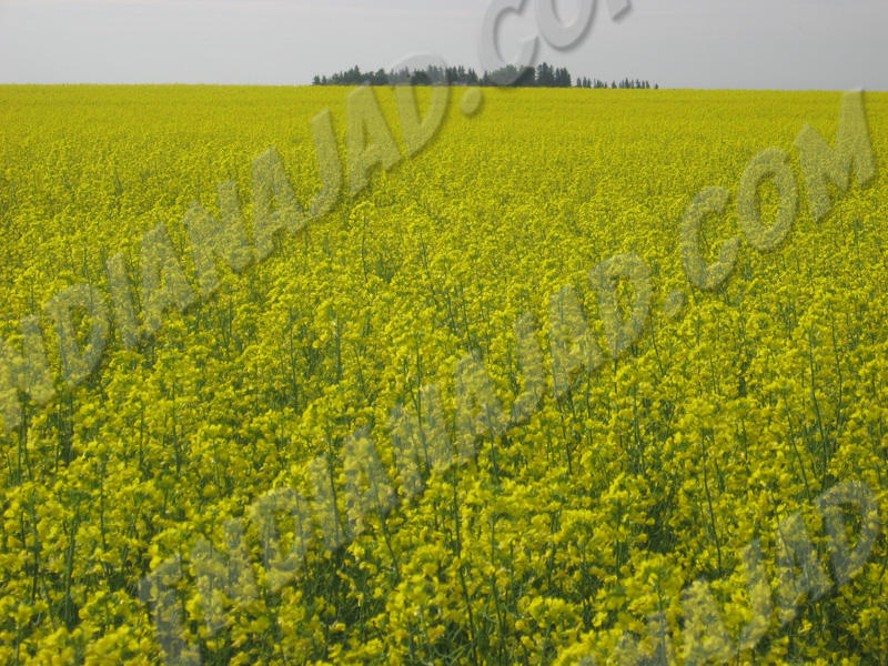 Saskatchewan