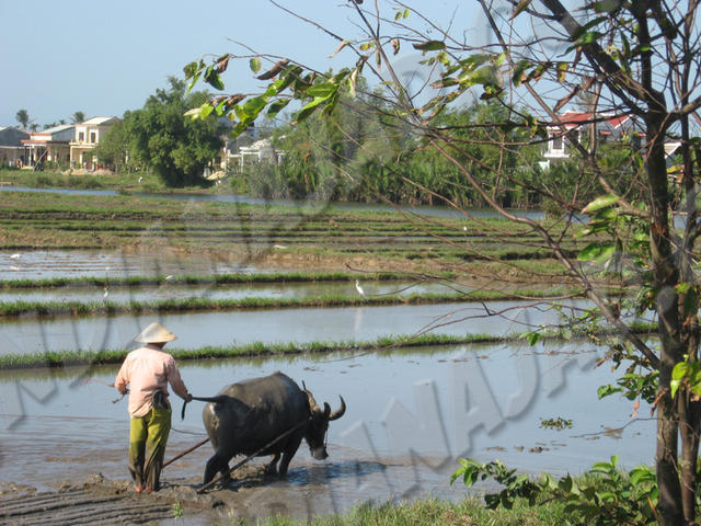 Hoi An