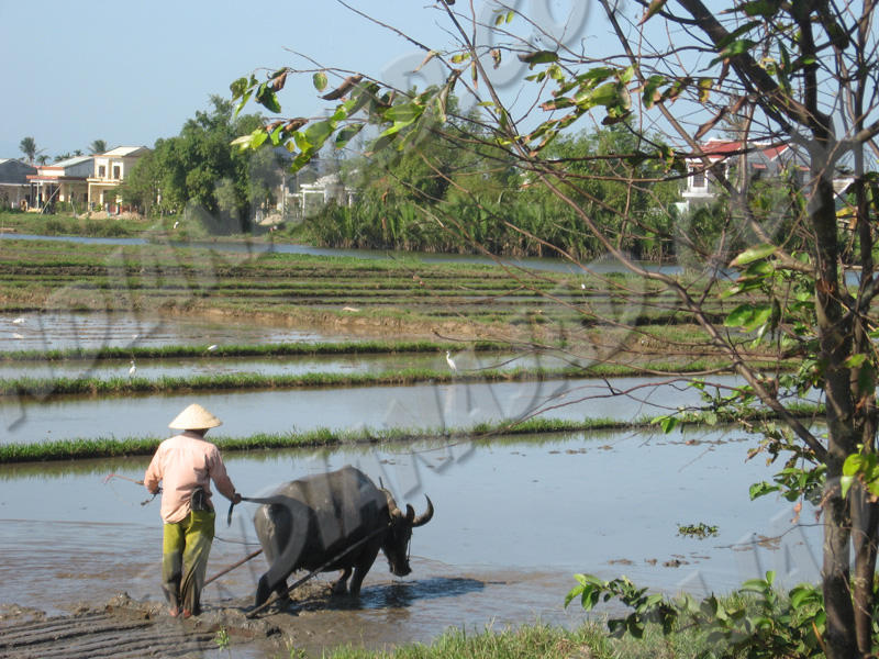 Hoi An