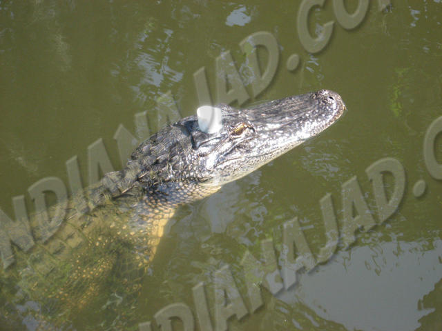 Louisiane - Bayou Barataria