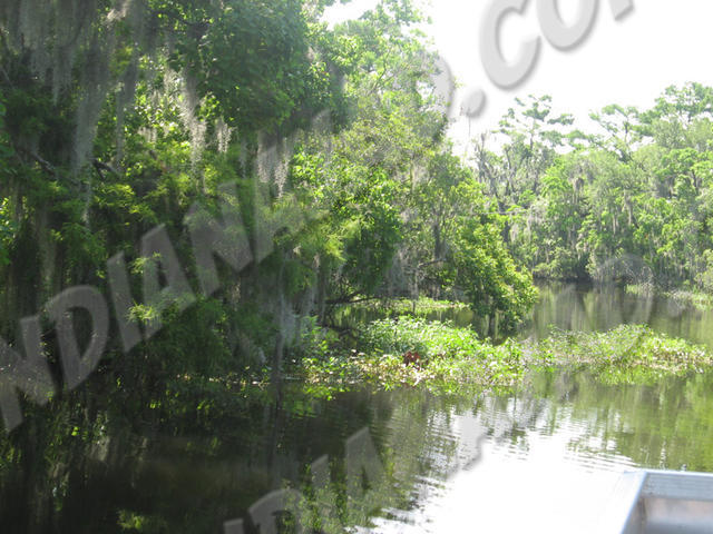 Louisiane - Bayou Barataria