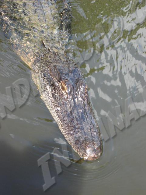 Louisiane - Bayou Barataria