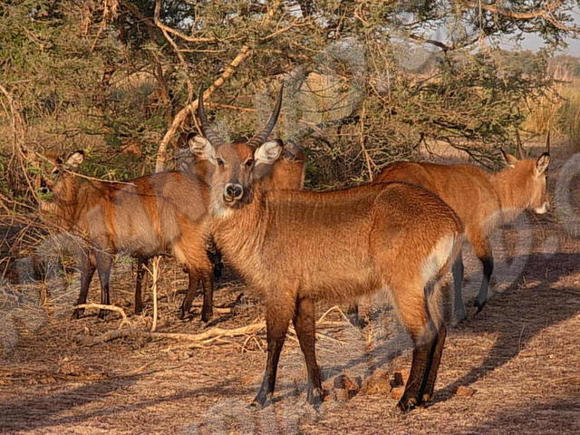 Parc Penjari