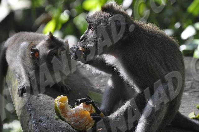 Ubud
