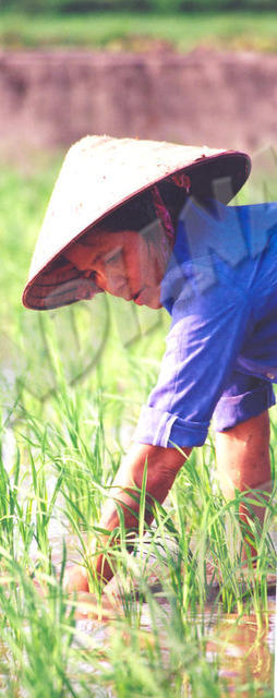 Chua Huong