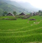 Sapa