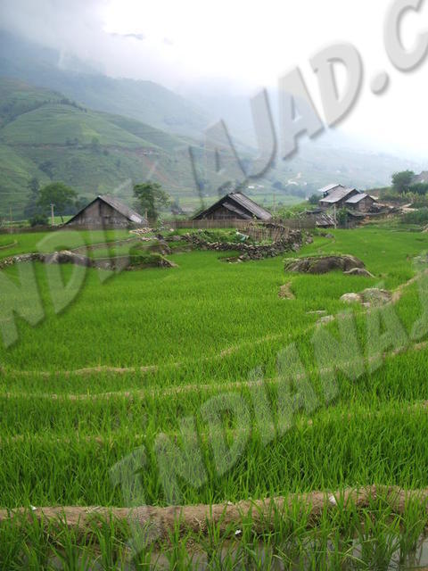 Sapa