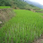 Sapa
