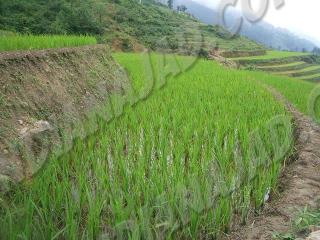 Sapa