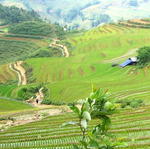 Sapa