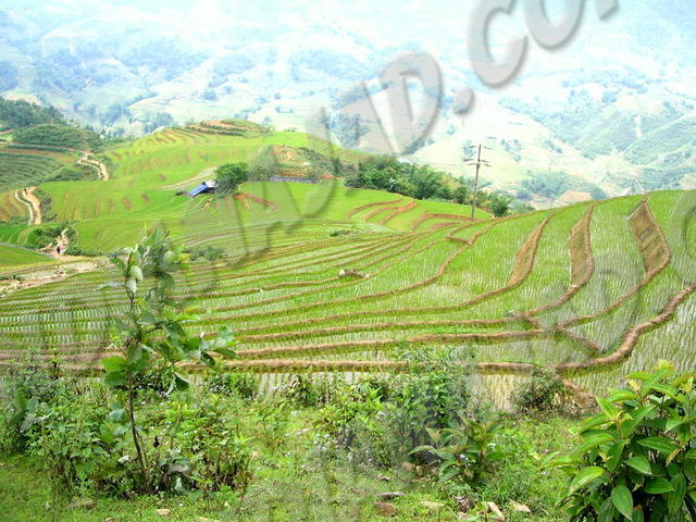 Sapa