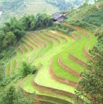 Sapa