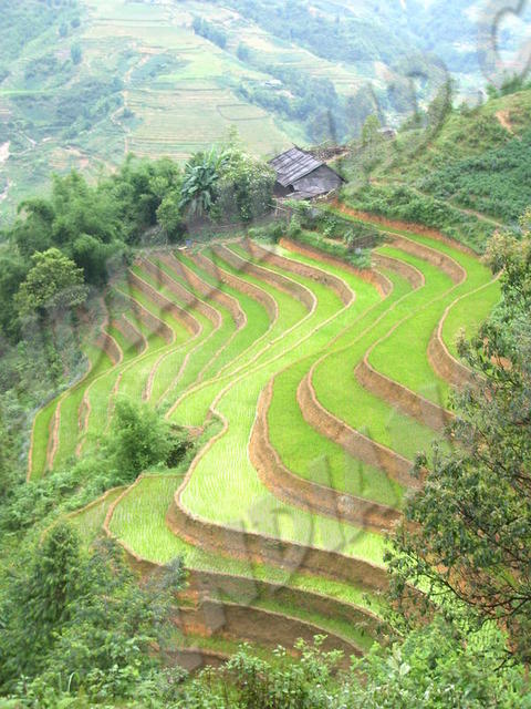Sapa