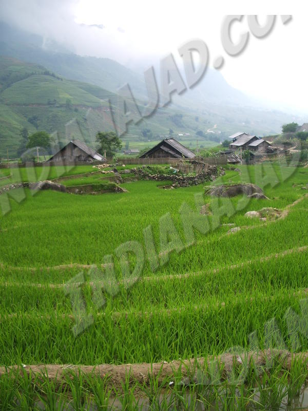 Sapa