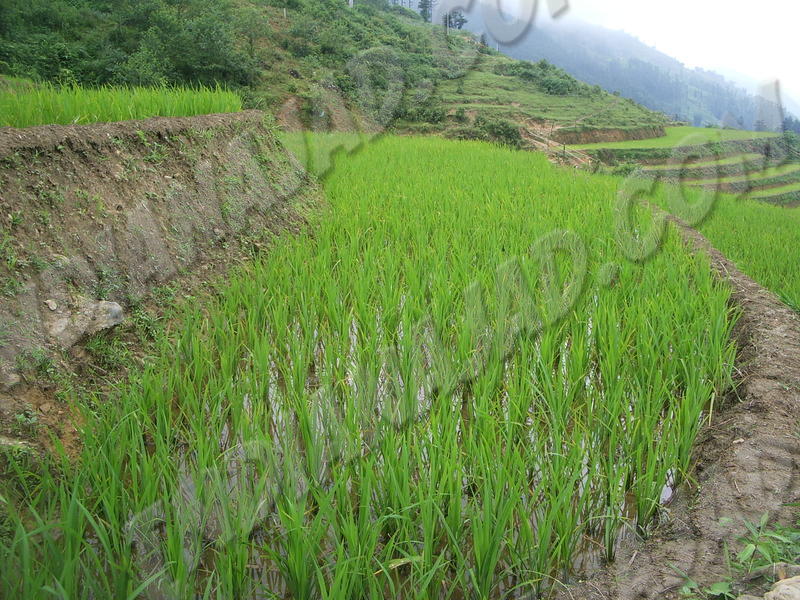 Sapa