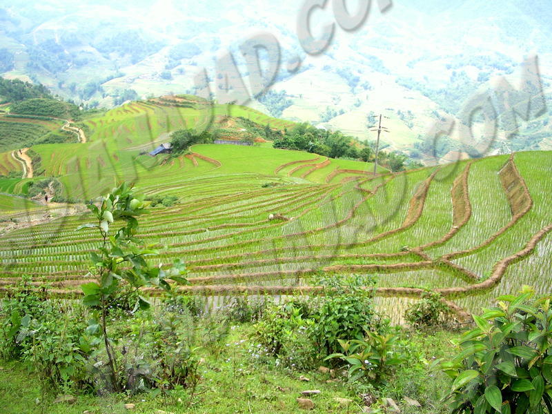 Sapa