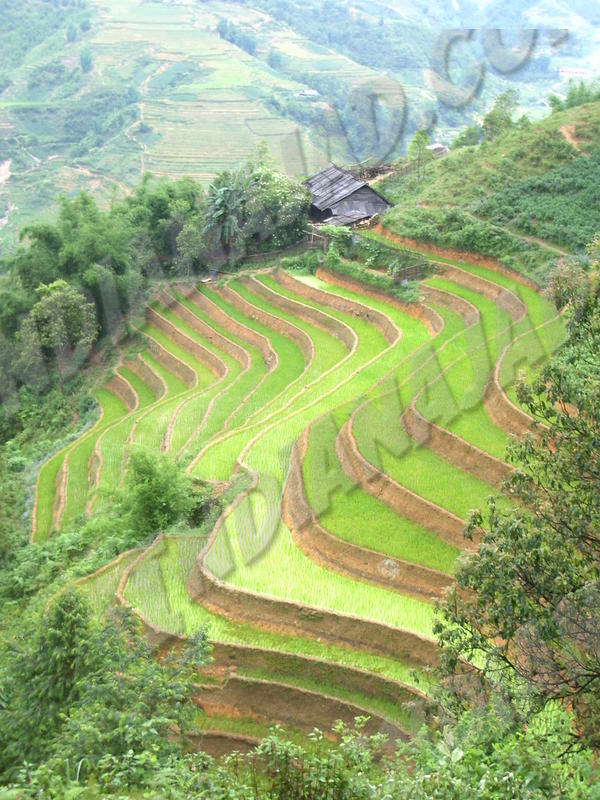 Sapa
