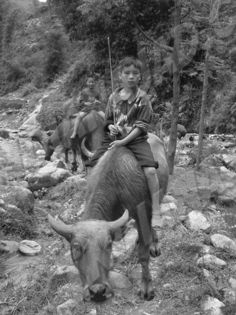 Sapa