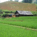 Sapa