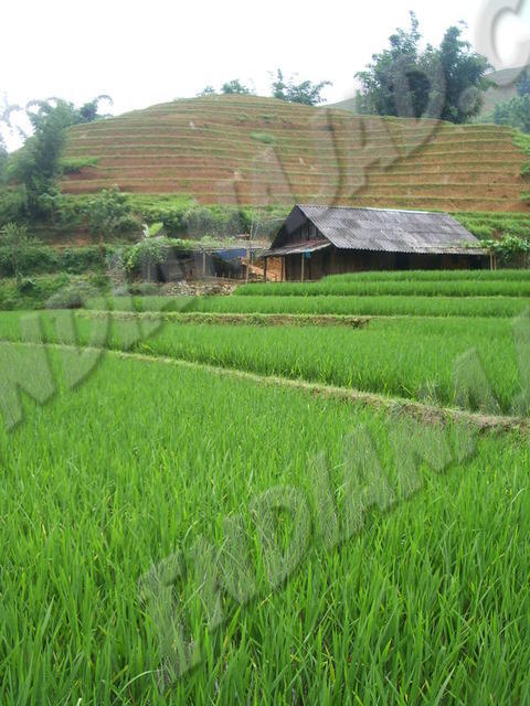Sapa