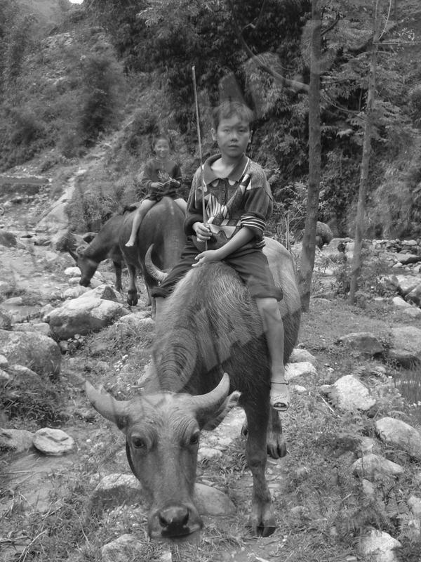 Sapa