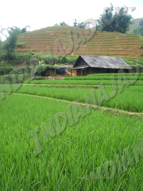 Sapa