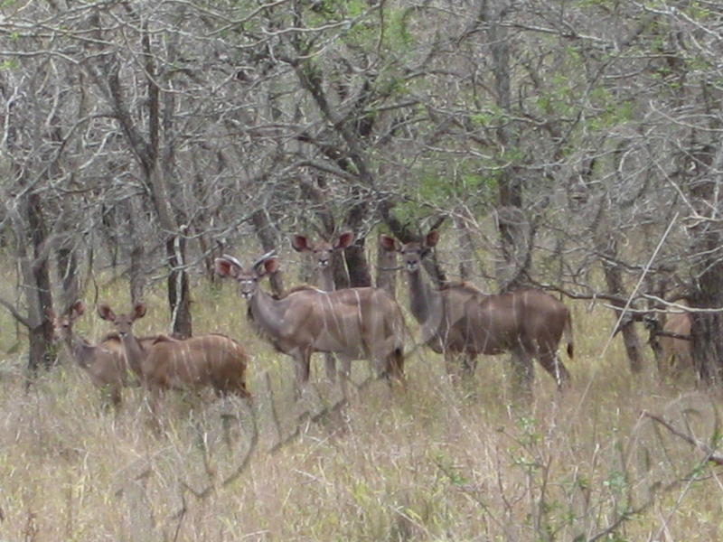 Mkuzi