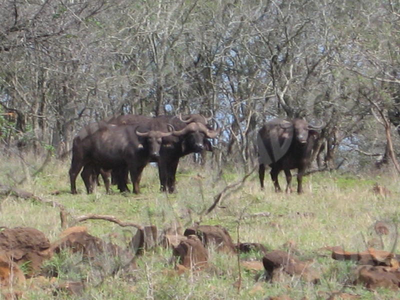 Mkuzi