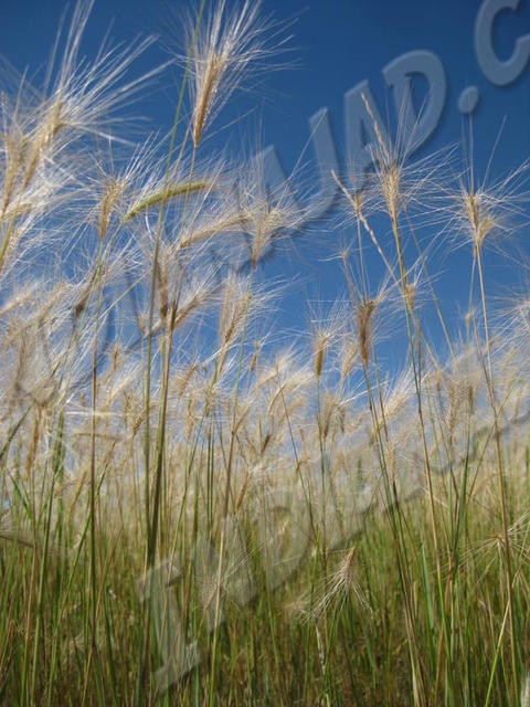 Alberta