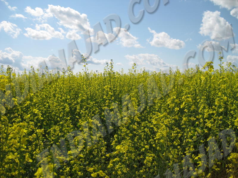 Alberta