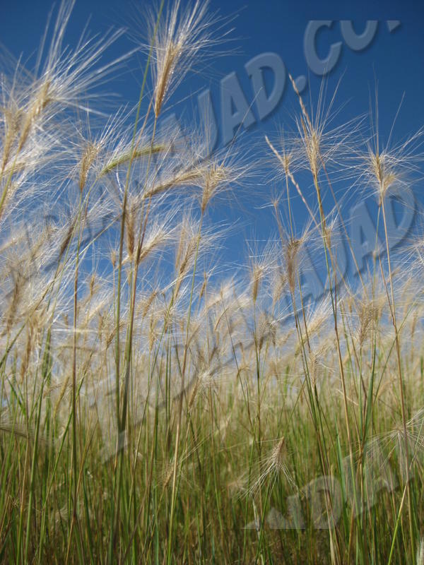 Alberta