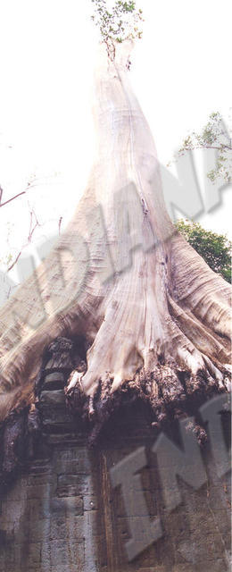 Angkor - Ta Prohm