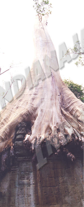 Angkor - Ta Prohm