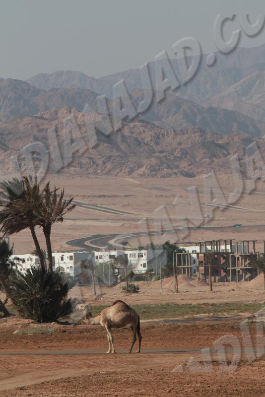 Dahab