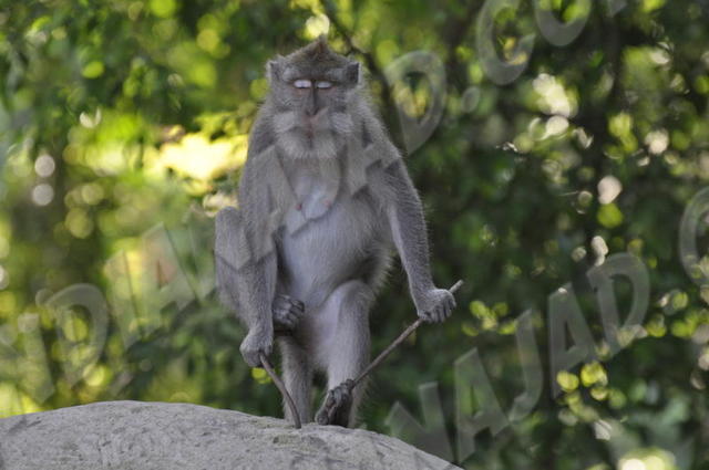 Ubud