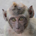 Pemuteran