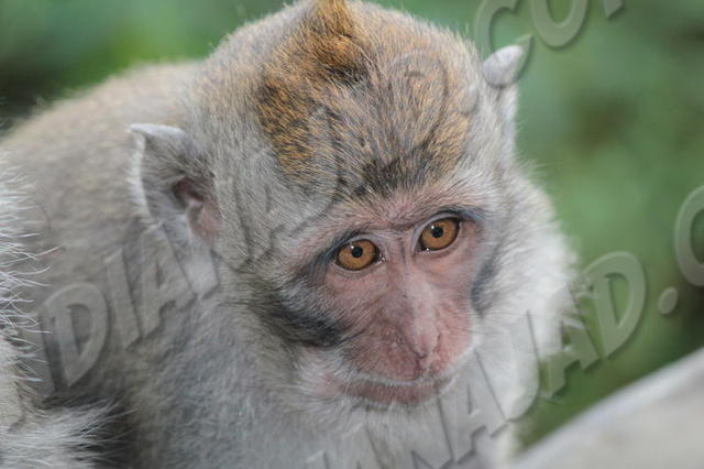 Pemuteran