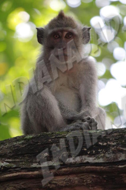 Parc de Bali occidental
