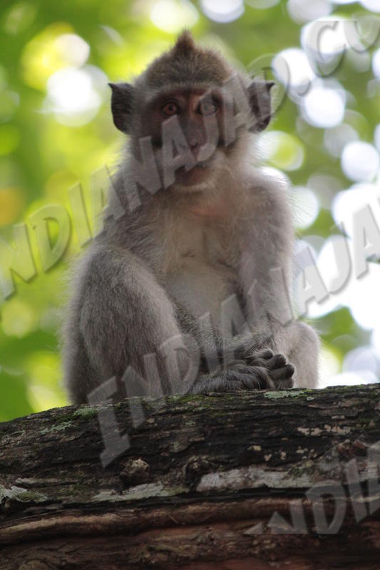 Parc de Bali occidental
