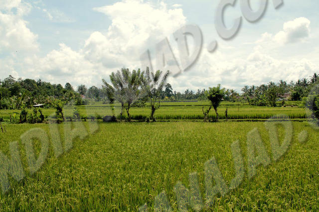 Ubud